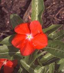 VINCA ALKALOIDOK Rózsameténgből (Catharantus roseus, régi nevén Vinca roseus) származó vinchristin, vinblastin, és ezek szintetikus származékai; MT polimerizációt