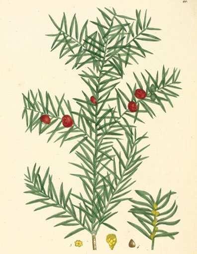TAXOL Taxol: az oregoni tiszafa (Taxus brevifolia) kérgéből izolálható; MT stabilizáló