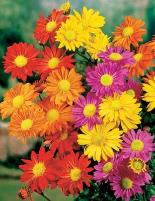 Óriási, intenzív színű virágaival az egyik legszebb virágágyi évelő.