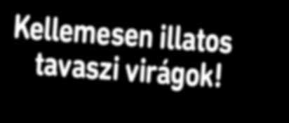 Egy nemes liliom ritkaság, hatalmas virágai csodálatos színűek.