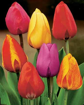 Ideálisak vázába. 30 Viridiflora tulipán Színes összeállítás.