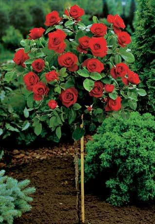 55 Törzses rózsák. Törzsmagasság kb. 80 cm. ƒ, œ jún okt., µ 1 m.