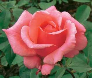 Erősen illatozó rózsák, melyek elvarázsolják az érzékeit.