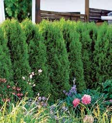 850, 1 Sövényfenyő (Picea abies). Nedves, párás helyek ideális sövénynövénye.