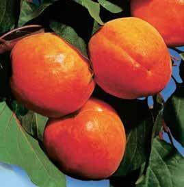 A gyümölcsben a körte és az alma harmonikus ízvilága egyesül. 1 431.84 1 darab Ft 2.990, Almafák 3 Releika 480.