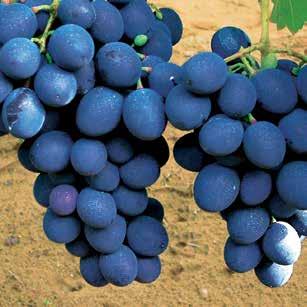 Különleges alakú bogyói miatt datolyaszőlőnek is hívják. Fürtje nagy, szétálló, közepesen tömött.