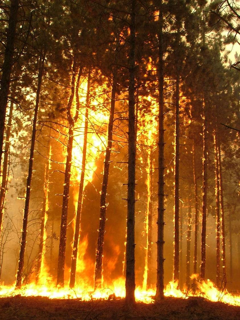 2012 21.000 vegetációtűz 90.000 ha leégett terület 14.