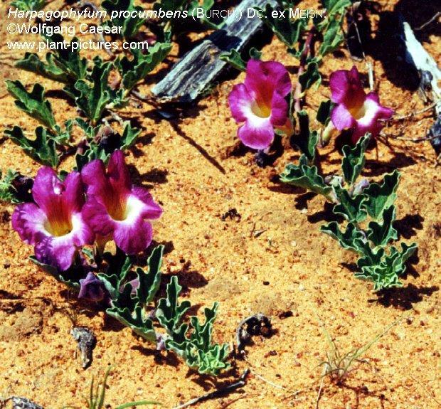 A növényről - Honos: Afrika, sivatagos területek - Görög
