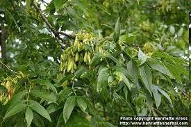 Magas kőris (Fraxinus excelsior) (2)