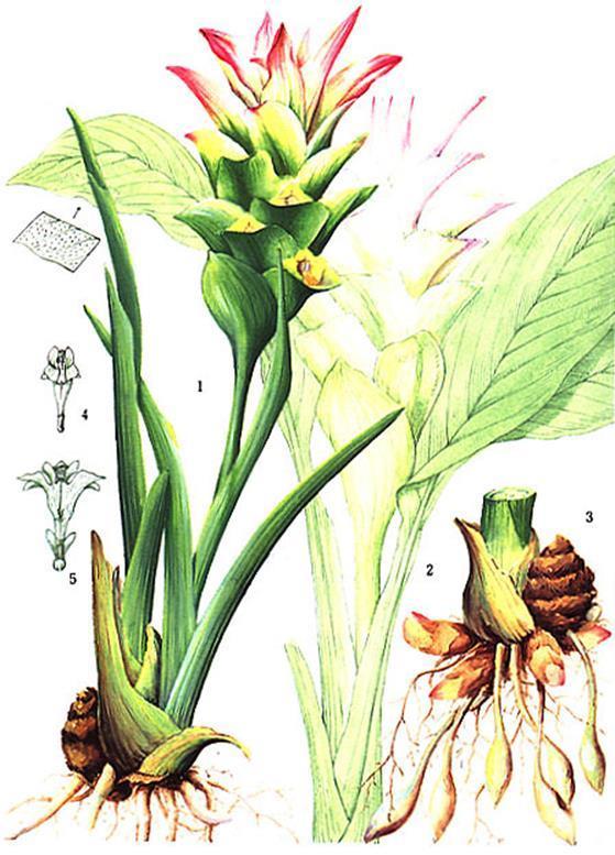 31. kép: Kurkuma növény (Curcuma longa). 1.