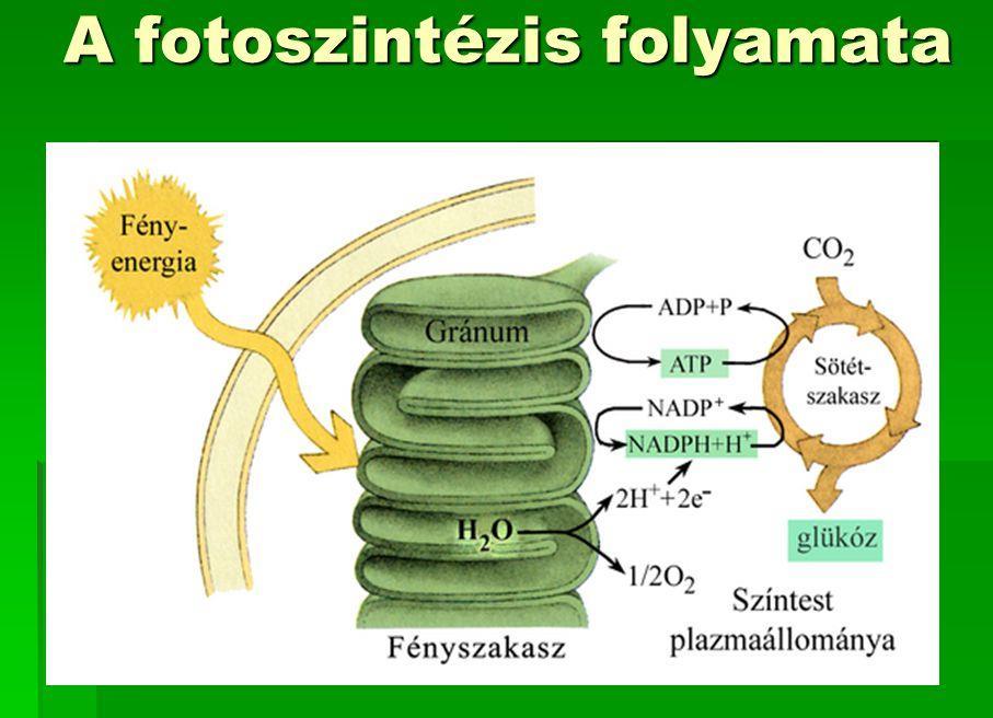 2. ábra A fotoszintézis folyamata [2] Beporzás Mind a vadon virágzó növények, mind termesztett társaik megporzásra szorulnak.