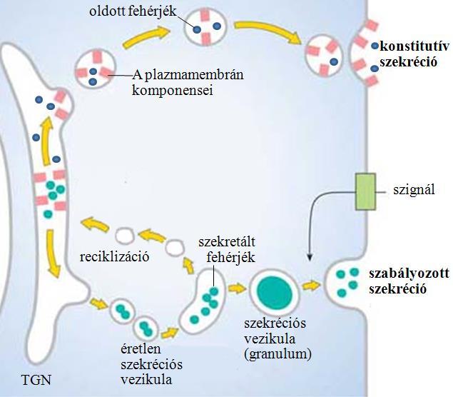 található. A glikoproteinek és glikolipidek nagy aránya és cukor-oldalláncaik sokfélesége jelzi a glikoziláció fontosságát.