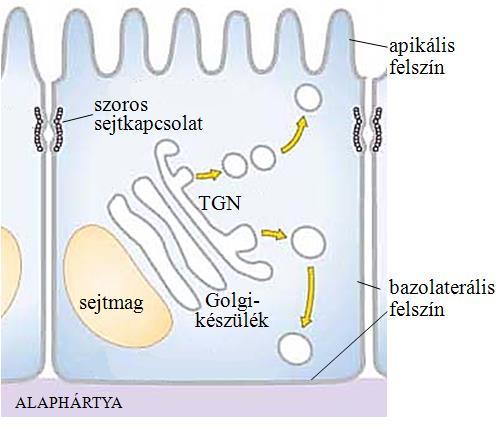 és a dokkolás után fúzióval, exocitózissal juttatják tartalmukat az extracelluláris térbe vagy a membránba.