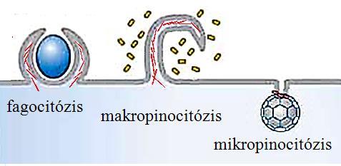 Transzportfolyamatok II. Vezikuláris transzport 9 A TGN-ről lefűződő vezikulák közül a lizoszóma felé indulók szerkezete a legismertebb, legtöbbször klatrinból álló burok veszi körbe őket.