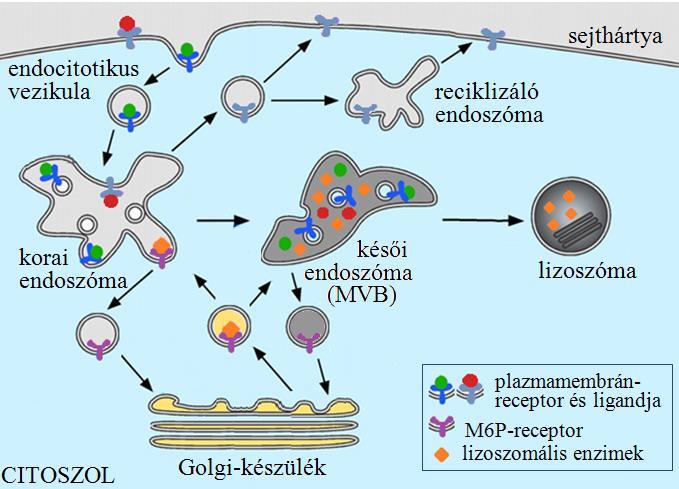 Transzportfolyamatok II.