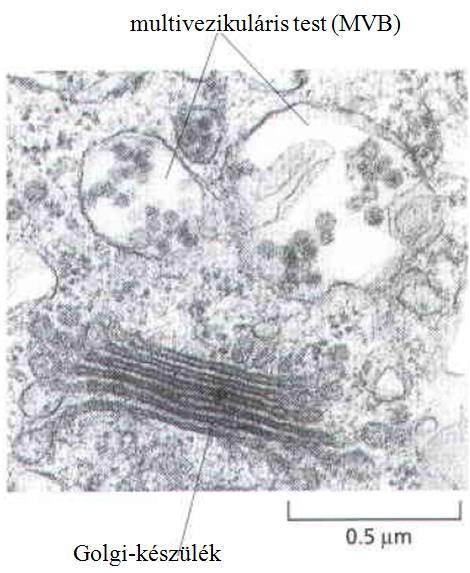 Transzportfolyamatok II. Vezikuláris transzport 12 lokalizálódó belső (úgynevezett intraluminális) vezikulák jelenléte (lásd 19.21. ábra).