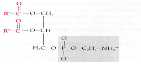 Glükolízis, fermentáció és sejtlégzés (oxidativ foszforiláció). A fejezetet Szabad János egyetemi tanár jegyzete alapján módosította és összeállította Lippai Mónika.
