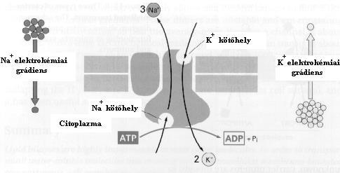 A sejt molekuláris biológiája és genetikája; 2. A biológiai membrán. Kemoszintézis, fotoszintézis, légzés. 4 pumpál ki a sejtből, miközben két K + iont juttat be a (2.11. ábra).