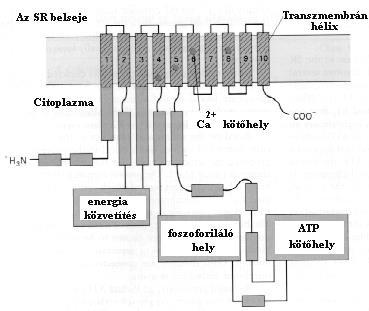 szarkoplazmatikus retikulumba. A szarkoplazmatikus retikulum membránjába épült Ca 2+ pumpa tíz transzmembrán domént, ATP-kötő, energiageneráló és további funkcionális egységeket tartalmaz (2.12.