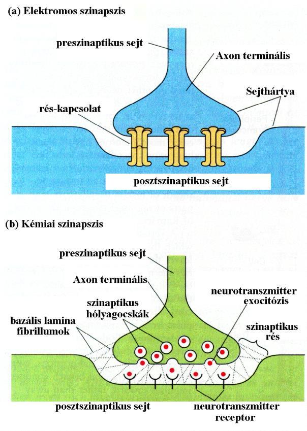 Az idegsejtek és az érzékelés 1 17. AZ IDEGSEJTEK ÉS AZ ÉRZÉKELÉS MOLEKULÁRIS BIOLÓGIÁJA. Neuronok és szinapszisok. Membrán és akciós potenciál. Ioncsatornák. Neurotranszmitterek és receptorok.