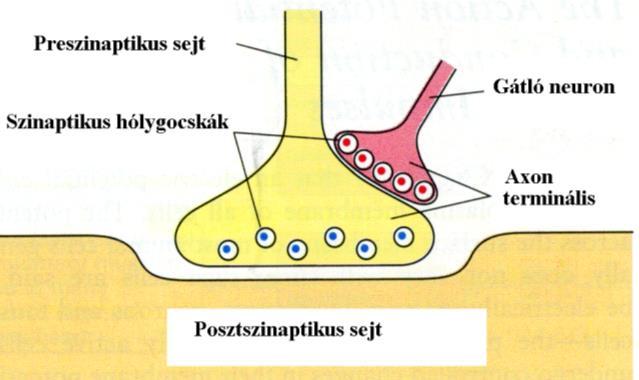 Az idegsejtek és az érzékelés 2 A szinapszisok révén az idegsejtek egymással, izomvagy mirigysejtekkel teremtenek kapcsolatot. A szinapszisoknak jelátvitel szempontjából két típusa van.