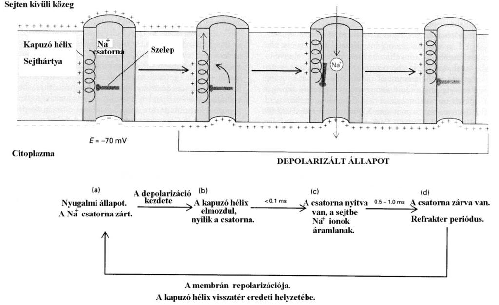 Az idegsejtek és az érzékelés 6 változtatása közben a Na + -csatorna kinyílik, rajta Na + - ionok áramolhatnak át.