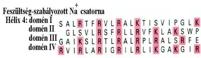 refrakter periódusa: nyílása-csukódása után néhány msec-ig nem reagál az újabb membránpotenciál-csökkenésre.