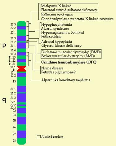 Mendeli genetika, kapcsoltság 3 Nemhez kapcsolt öröklődés Mendel kísérleteiben, vagy például a barna és a kék szemszín öröklődése során az utódok tulajdonságai nem függenek sem a szülők, sem pedig az