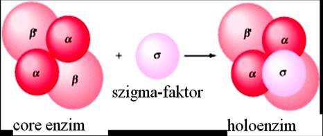 Transzkripció 2 hogy vannak ritka kivételek ). Ezt a szálat magyarul templát (vagy értelmes, de: angolul: antisense) szálnak nevezik (9.2. ábra).