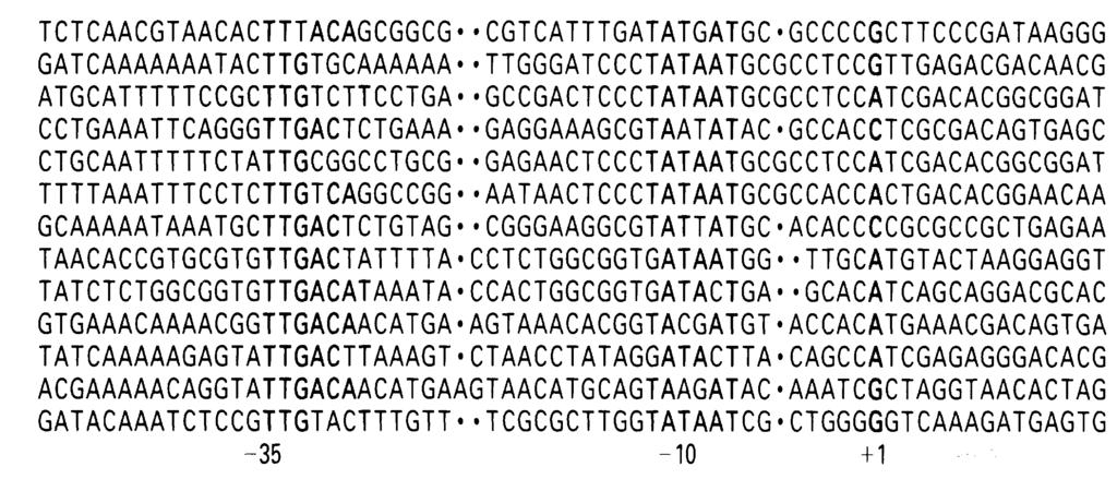 Transzkripció 3 9.1. táblázat. Az RNS polimerázok jellemzői RNS polimeráz I. II. III.