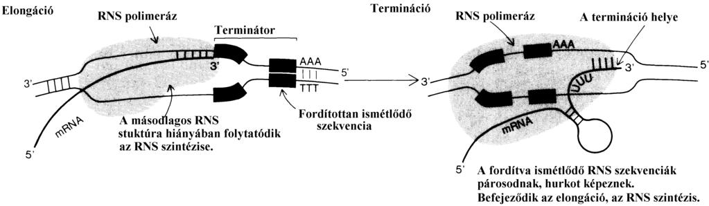 A bázisok gyakorisága Transzkripció 4 9.7. ábra. A transzkripció terminációját fordítottan ismétlődő szekvenciák is lehetővé teszik az mrns-ben képződő nyél-hurok szerkezettel.