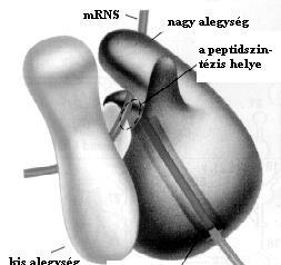 Genetikai kód, transzláció, fehérjebontás 2 10.3. ábra. Az érett rrns-ek képződése.