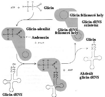 Genetikai kód, transzláció, fehérjebontás 4 aktiválás során kötődnek - ezt szokás a trns feltöltésének is nevezni (10.7. ábra).