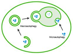 Genetikai kód, transzláció, fehérjebontás 7 membrán képződik, elkülönítve azt a citoplazma többi részétől. Az így kialakult ún.
