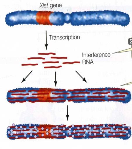 A génexpresszió szabályozása eukariótákban 6 azonos legyen a sejtekben. Az X-kromoszóma inaktiváció mechanizmusa a dóziskompenzáció egy fajtája.