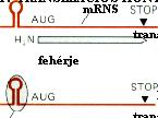 Vannak olyan mrns-ek, amelyek transzlációját adott fehérjék kapcsolódása serkentheti vagy éppen gátolhatja; szabályozható, hogy hozzáférhet-e hozzájuk a transzlációs apparátus.