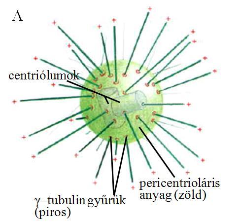 Sejtváz és sejtmozgások 3 A pericentrioláris anyag néhány jellegzetes fehérjét tartalmaz, közöttük a már említett γ-tubulinból álló gyűrűket.