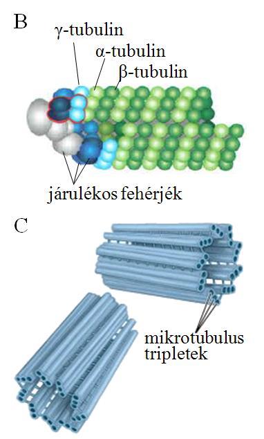 Egy-egy ilyen gyűrű 13 alegységből áll és polimerizációs magként működik, melyre az - és -tubulinból álló heterodimerek fokozatosan ráépülnek (21.4. B ábra).