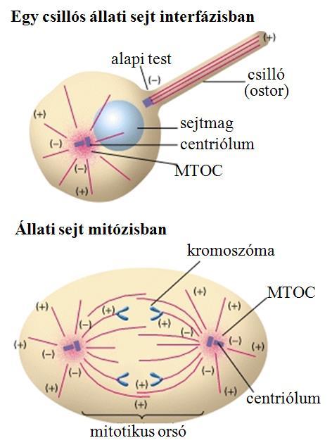 MTOC aktivitással bír a csillók/ostorok alapi teste is, amelynek szerkezete megegyezik a MTOC-ban található centriólummal (21.5. ábra).