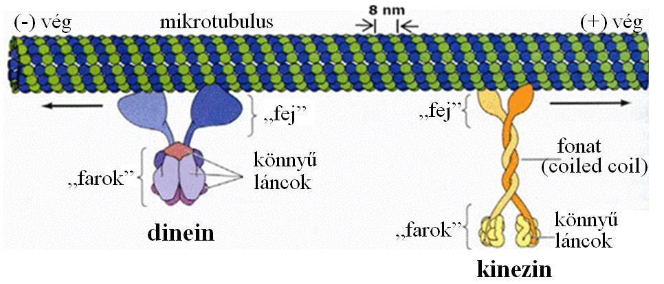 Ezek hosszú, szálszerű molekulák, melyek a mikrotubulusokhoz asszociálva kilógnak azok felületéről. Különösen nagy mennyiségben fordulnak elő idegszövetben.