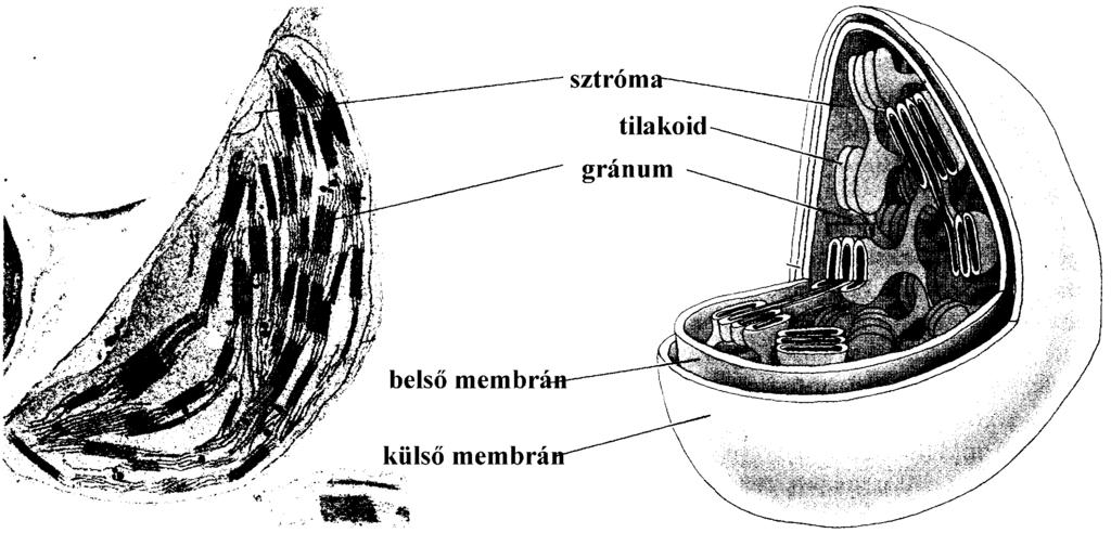 A sejt molekuláris genetikája; 1. Az élet keletkezése, a sejtek szerveződése. 8 A kloroplasztokban történik a fotoszintézis.