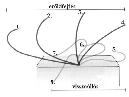 Sejtváz és sejtmozgások 7 maguk előtt tolják kifelé a plazmamembránt, így alakul ki a csilló. Keresztmetszetben vizsgálva a csillókra az úgynevezett 9+2-es szerkezet jellemző (21.10. ábra).