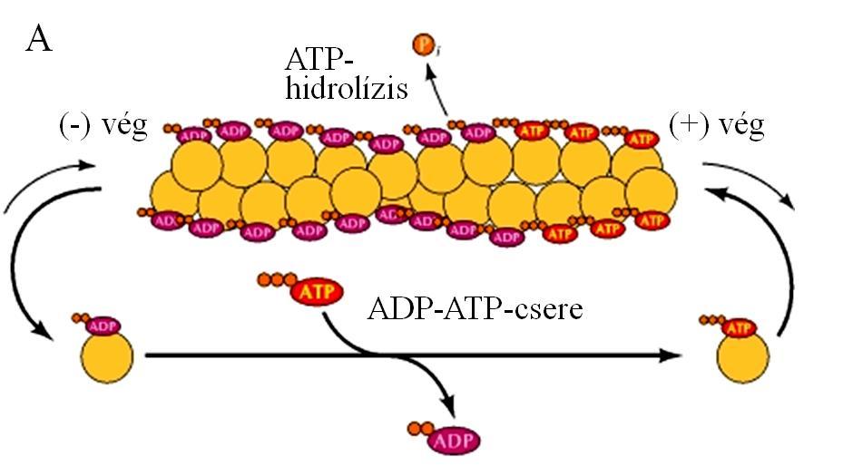 Sejtváz és sejtmozgások 8 Az aktin polimerizációja A polimerizációs folyamat mechanizmusa és a polimer viselkedése sok tekintetben hasonló ahhoz, ami a tubulin-mikrotubulus rendszerben megfigyelhető.