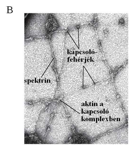 Sejtváz és sejtmozgások 9 Aktinhálózat alakul ki a plazmamembrán alatt (úgynevezett kortikális aktinváz), melynek jelentős szerepe van az alak fenntartásában.