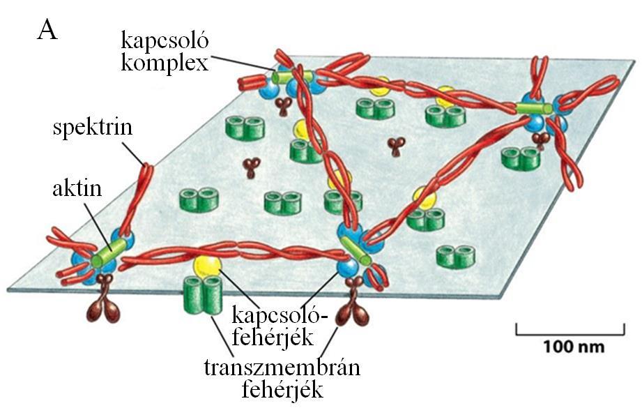 sejtközötti állomány disztrofin aktin filamentum 21.17. ábra. A disztrofin alapvető szerepet játszik az izomsejt kortikális aktinváza és a sejtközötti állomány kapcsolatának biztosításában. 21.16.