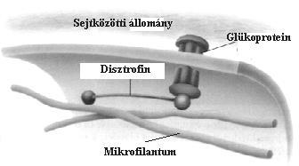 B: A spektin és az aktin filamentumok alkotta hálózat elektronmikroszkópos képe. Az aktinváz és az aktinhoz asszociált motorfehérjék szerepe: alakváltozás, mozgás Az aktinváz motorfehérjéi a miozinok.