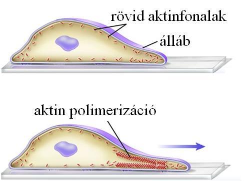 Sejtváz és sejtmozgások 10 Az aktinváz közreműködésével történő alak- és helyváltoztatás kétféle mechanizmusra vezethető vissza: az állábak, nyúlványok segítségével történő amőboid mozgásra és az