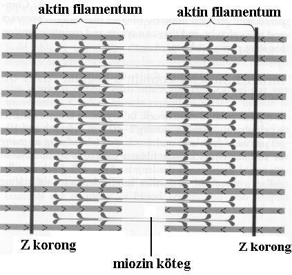 A szarkomer két szomszédos Z-lemez közötti szakasz (a Z-lemezeket speciálisan szerveződött, aktinhoz asszociálódó fehérjék alkotják.