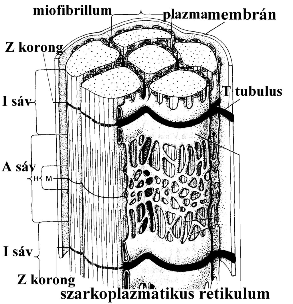 Sejtváz és sejtmozgások 12 Az aktin filamentumok árkaiba fonalas szerkezetű, tropomiozin fehérjéből álló fonatok illeszkednek, nagy szakítószilárdságot biztosítva az aktin polimernek (21.26. ábra).