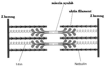 Sejtváz és sejtmozgások 13 21.29. ábra. Az izom-összehúzódás lépései. Magyarázat a szövegben.